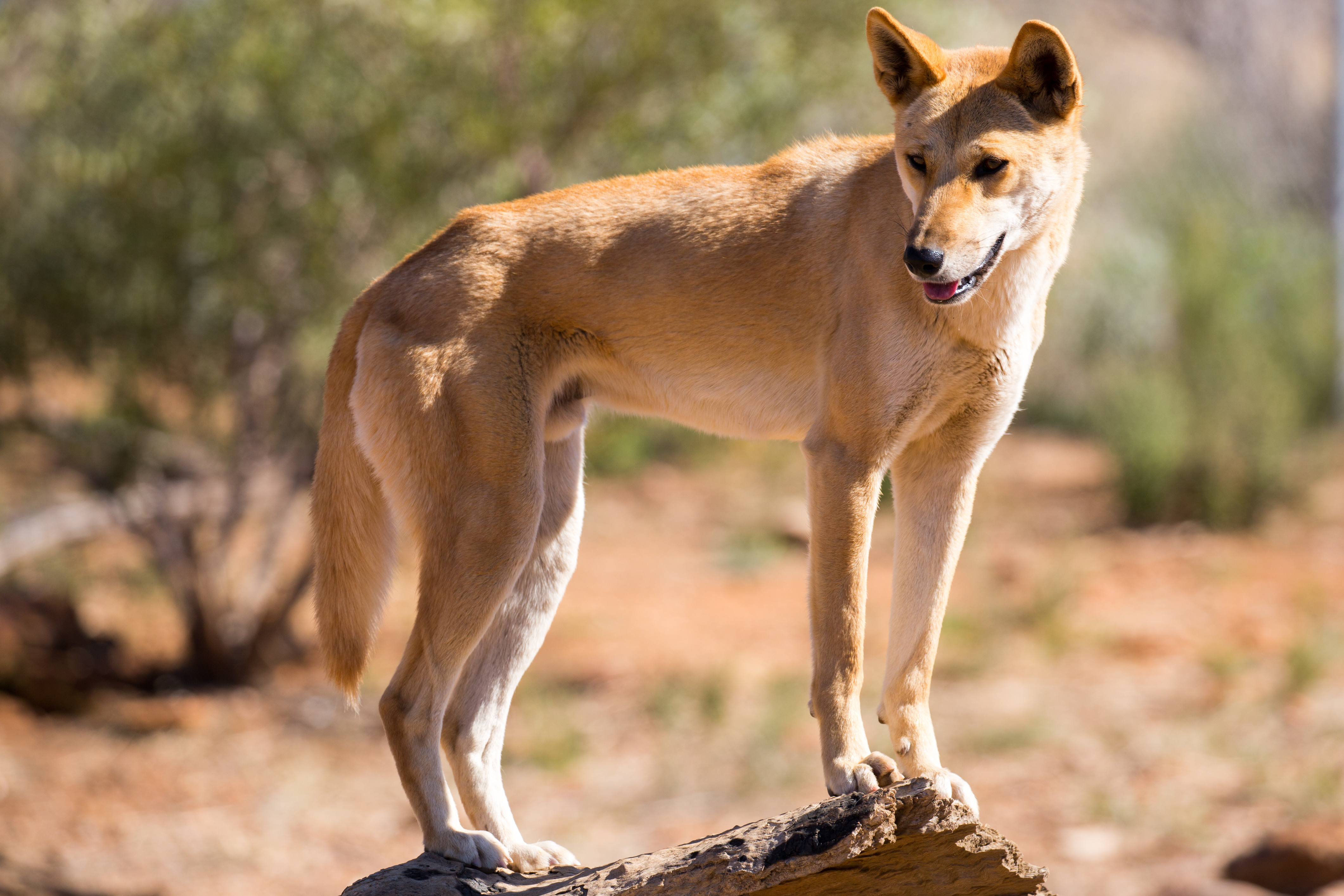 A wild dingo. Photo: FiledIMAGE / Adobe