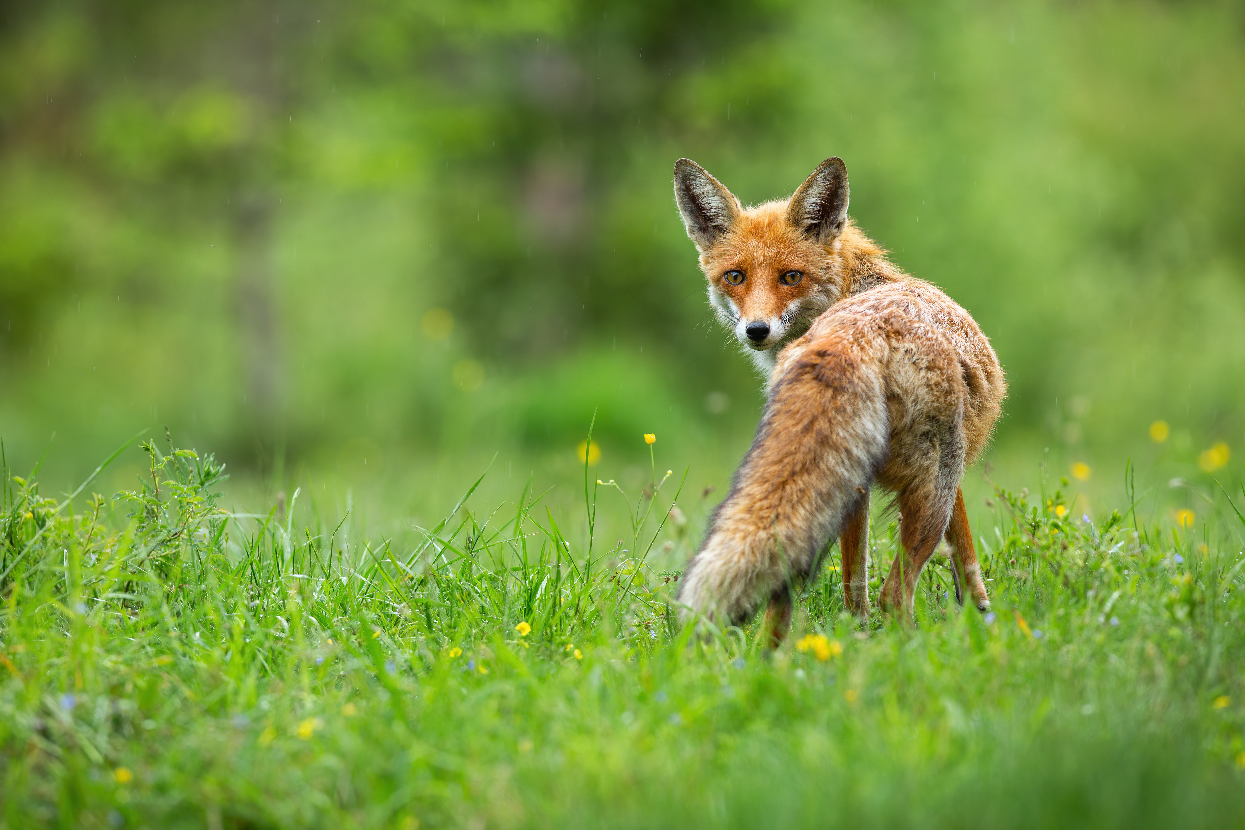 fox