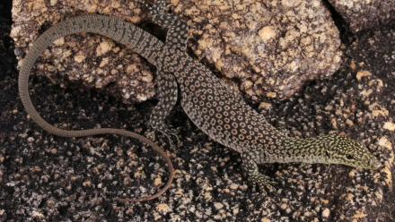 news thumbnail image